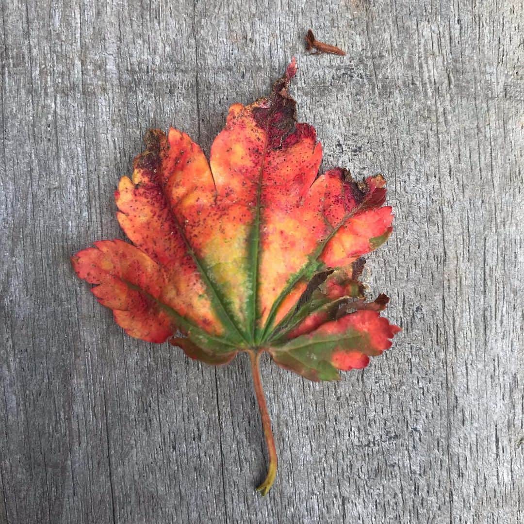 大久保勇利のグルメインスタ