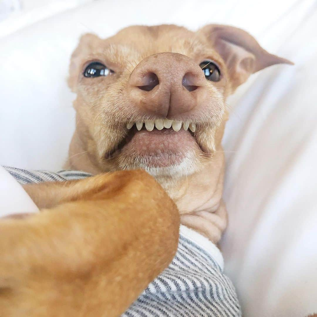 Tuna {breed:chiweenie} さんのインスタグラム写真 - (Tuna {breed:chiweenie} Instagram)「Sorry for the delay, but we’ve been getting ready all day to go to PARIS tomorrow (💃💃💃) And by “we’ve”, Tuna is not included in that “we’ve” because he’s laid in bed like this all day. However, he will be in Paris with us because we have a special project in the works, and could not be more excited about it! 🇫🇷 #moodParis」9月9日 12時04分 - tunameltsmyheart