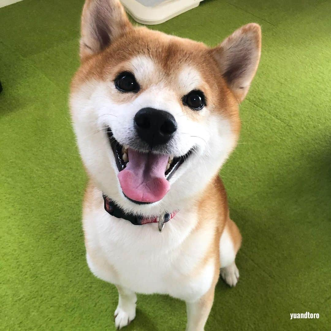 ゆうとろ（柴犬ゆうと猫のとろ）のインスタグラム