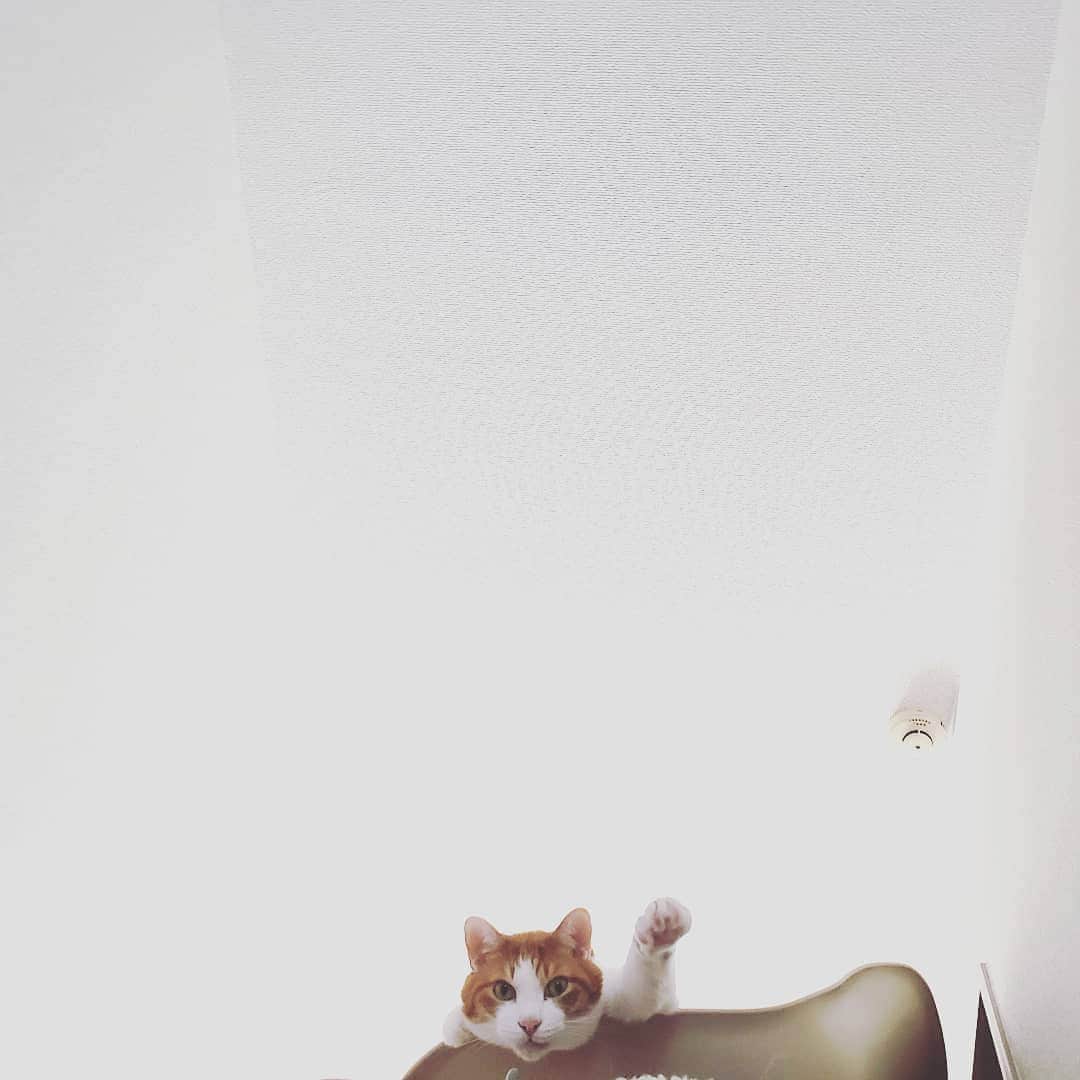 池田香織のインスタグラム：「ロフトからこんにちわ🐈☀️ #猫 #cat」