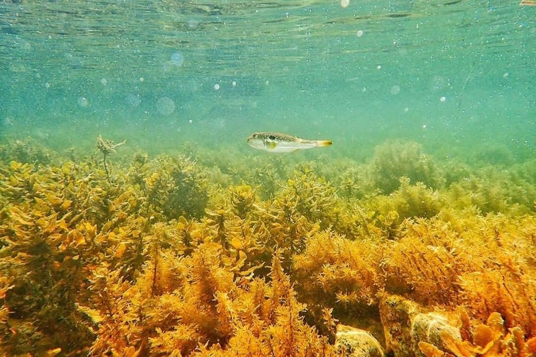 日本の国立公園さんのインスタグラム写真 - (日本の国立公園Instagram)「Follow: @nationalpark_japan⠀ Location: okiislands/隠岐⠀ .⠀ Surrounded by crystal clear sea, Oki Islands are the best for marine sports.⠀ .⠀ On our Instagram, we will also share wonderful photos of National Parks of Japan posted on Instagram with the tag #nationalparksjp. We look forward to your participation!⠀ .⠀ #DaisenOkiNationalPark #大山隠岐国立公園 #岡山県 #鳥取県 #島根県⠀ .⠀ #NationalPark #nationalparks #nature #findyourpark #instafollow #japan #landscape #landscape_lovers #ourplanetdaily #landscapephotography #hiking #outdoors #traveling #travel #explore #visitjapanjp #日本 #國家公園 #일본 #국립공원 #国立公園」9月9日 15時00分 - nationalpark_japan