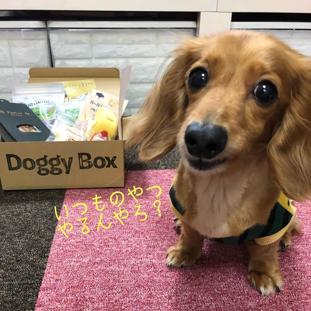 Club Soda♡さんのインスタグラム写真 - (Club Soda♡Instagram)「ソーちゃんたちが楽しみにしてる @doggybox_jp さんの 9月BOX到着～🙋 あかん、喜ぶ顔が見たくて また頼んでもーた笑 高級おやつと可愛いおもちゃが入ってて、みんな大喜び🎶(←あたしも) おもちゃの帽子、ソーちゃんだけ キツめにくくったった😂 @doggybox_jp #9月BOX #ソーちゃん#ガサツgirl #ミニチュアダックスフンド #ミニチュアダックス #ダックスフンド#ダックス #おもちゃは帽子と笛 #おやつおいしそーあたしも食べたい😂 #絶対あたしよりいいもん食べてる #カカオに帽子被せてたらソーちゃんに体当たりされた笑」9月9日 15時46分 - kumi.s66