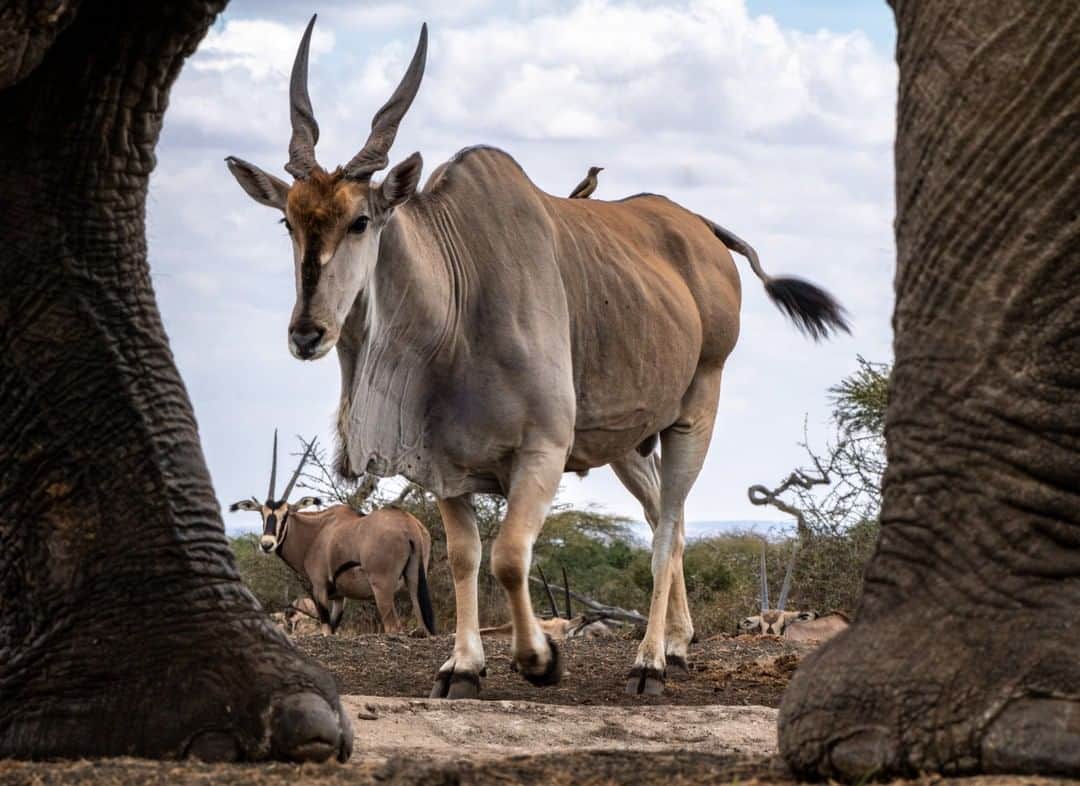 のインスタグラム：「Photo by Beverly Joubert @beverlyjoubert | Water in dry lands boosts interaction among different species that meet regularly around water holes—but there is always a pecking order and size does matter. Here, an eland bull is framed by the bulk of one of the great Kenyan elephants at ol Donyo Lodge in the Chyulu Hills. While these antelope are enormous and a male may grow to weigh more than 900 kilograms, they're surprisingly agile, able to leap over high fences with ease—a useful skill around a small water hole ruled by some of the world's biggest elephants that dwarf even the largest eland. #antelope #kenya #eland」