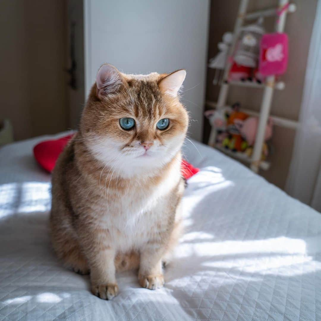 Hosicoさんのインスタグラム写真 - (HosicoInstagram)「I woke up at first light today! Or haven’t woken up yet ... 😌」9月9日 15時54分 - hosico_cat