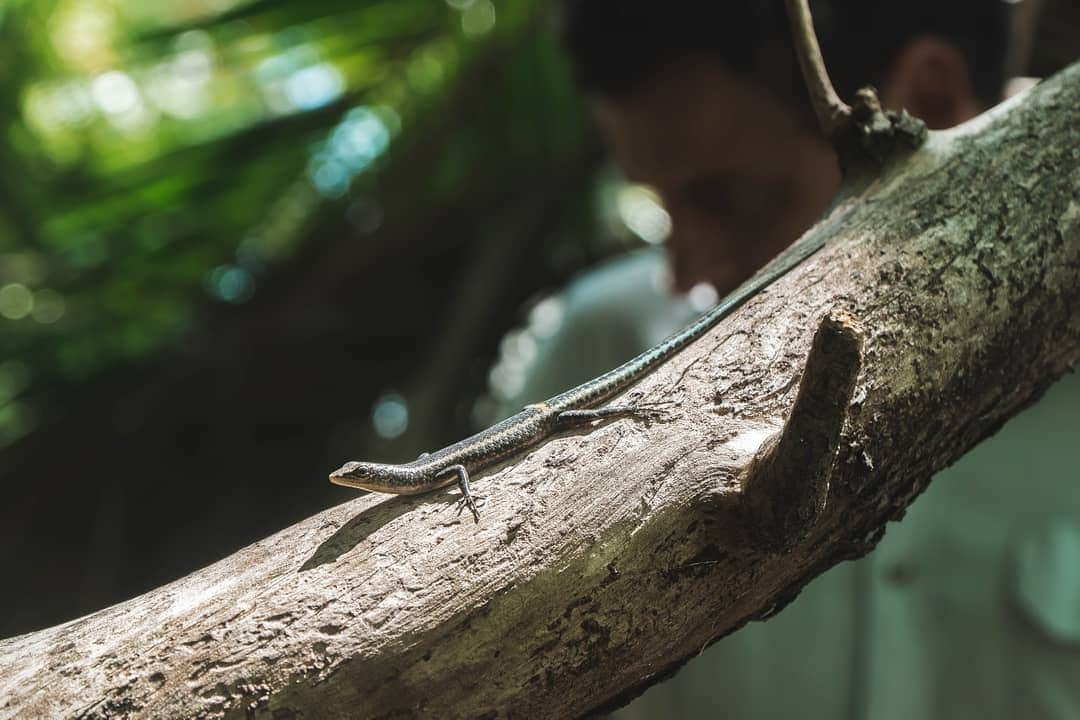 タロンガ動物園さんのインスタグラム写真 - (タロンガ動物園Instagram)「On Saturday 7th September - National Threatened Species Day, Taronga in conjunction with  @parksaustralia released 150 critically endangered Blue-tail Skinks born and bred at Taronga Zoo Sydney​ onto Pula Blan. A tiny island just 2 metres above sea level at its highest point, which is part of the archipelago making up the Cocos (Keeling) Islands 2,150 kilometres off Australia's north-west.」9月9日 16時03分 - tarongazoo