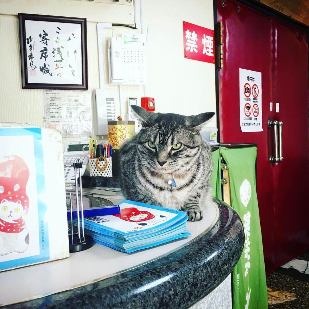 散歩の達人さんのインスタグラム写真 - (散歩の達人Instagram)「浅草演芸ホールのジロリさん。 Welcome to our ASAKUSA ENGEI HALL. #hello #もっと知りたい東京落語 #落語 #猫 #ねこ #浅草 #東京 #rakugo #cat #asakusa #tokyo #散歩の達人 #さんたつ」9月9日 16時18分 - san_tatsu