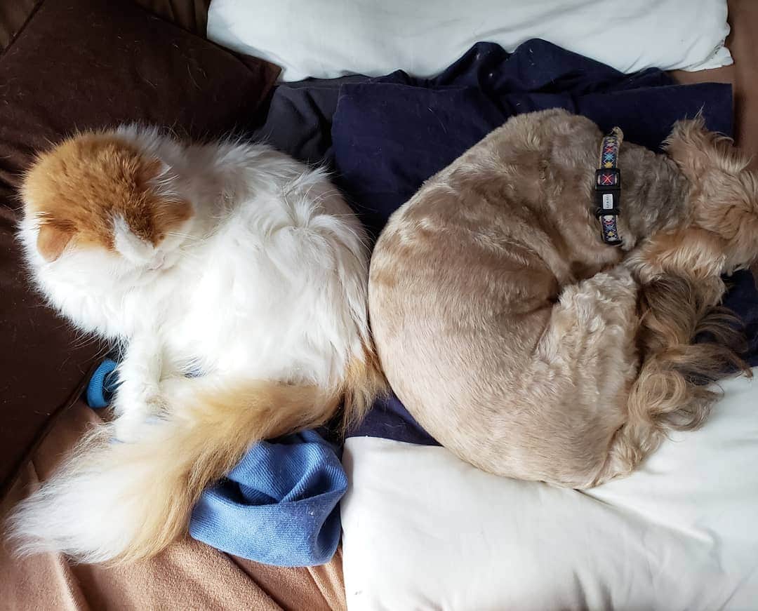 池田香織のインスタグラム：「えーっと、猫とー、、、アンモナイト？  #cat  #dog ? #Ammonite ?」