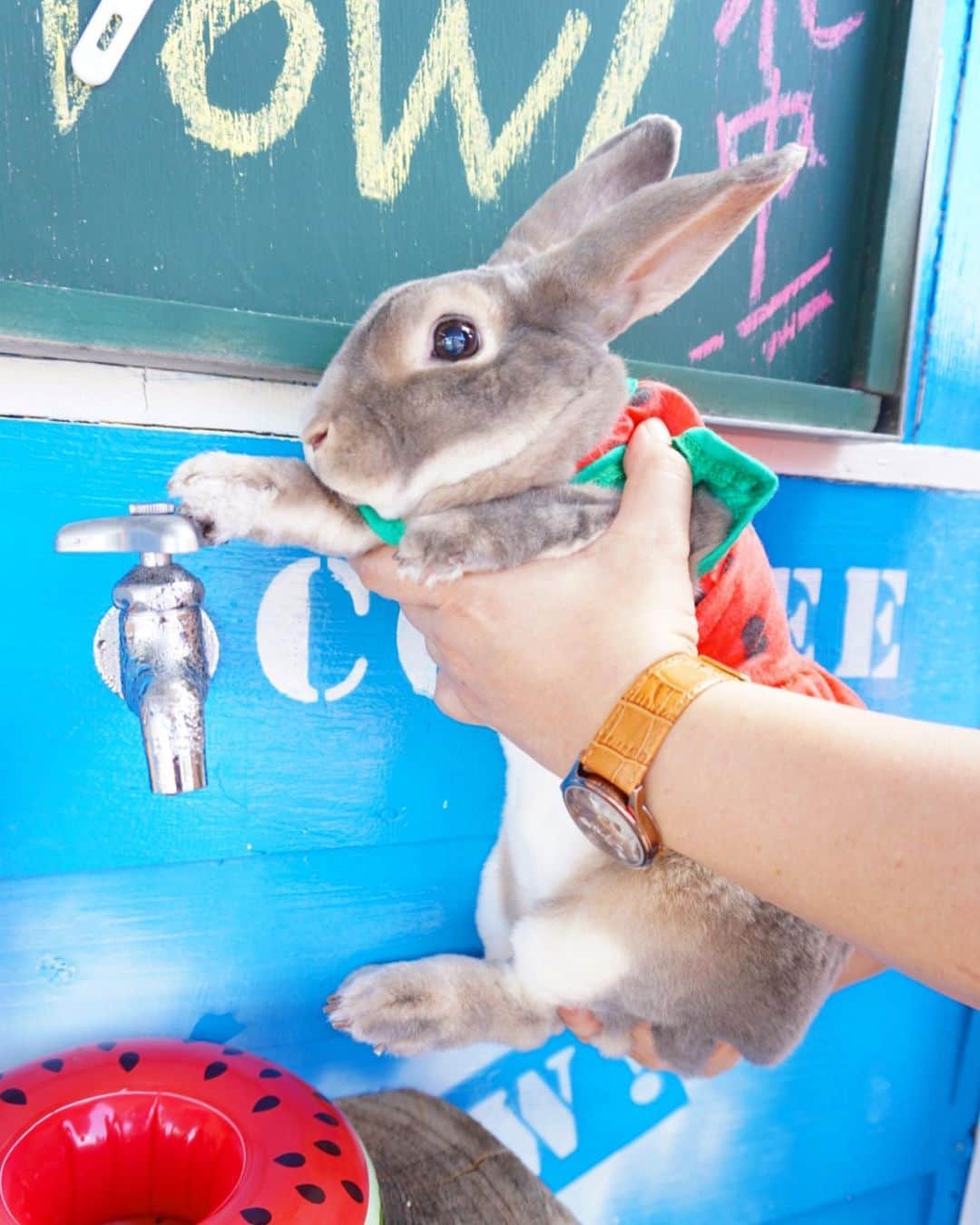 Kayoのインスタグラム：「ある日の蛇口からスイカジュース♡ まじりっけなし100%🍉が美味でリピです♪」