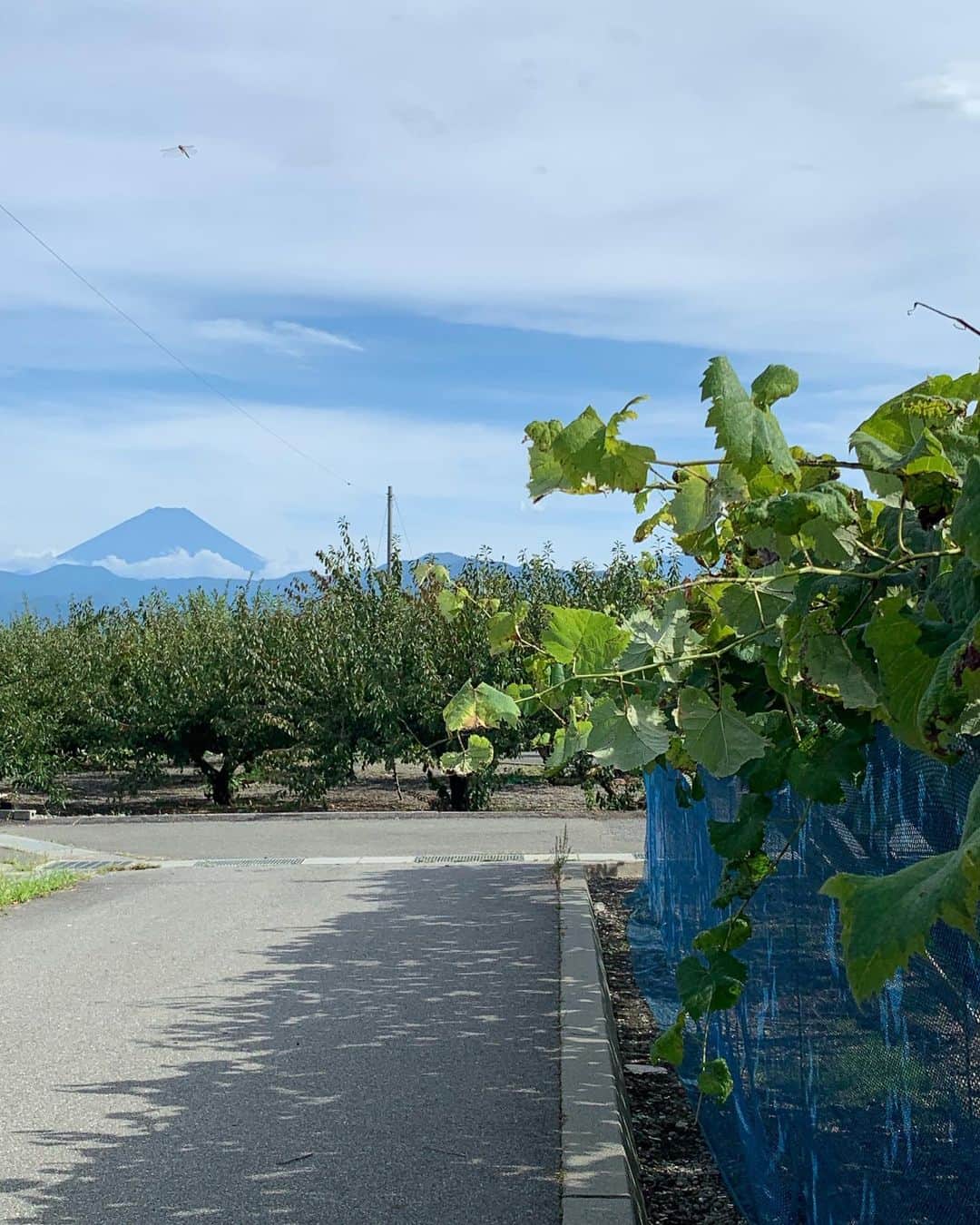 のインスタグラム：「この畑から観る富士山が好き！ きょうもシャインの収穫。 暑過ぎたー！ #山梨 #南アルプス市 #農作業 #農業女子 #やまなし農業女子 #ぶどう #葡萄 #収穫 #巨峰 #シャインマスカット  #やまなし大使 #浅利そのみ」