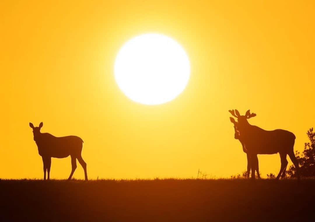 Ricoh Imagingさんのインスタグラム写真 - (Ricoh ImagingInstagram)「Our #teampentax fan @lukas.tietgen captured this beautiful image with his #pentaxcamera.  #natgeoyourshot #ricohimaging #pentaxians #naturephotography」9月10日 3時45分 - ricohpentax