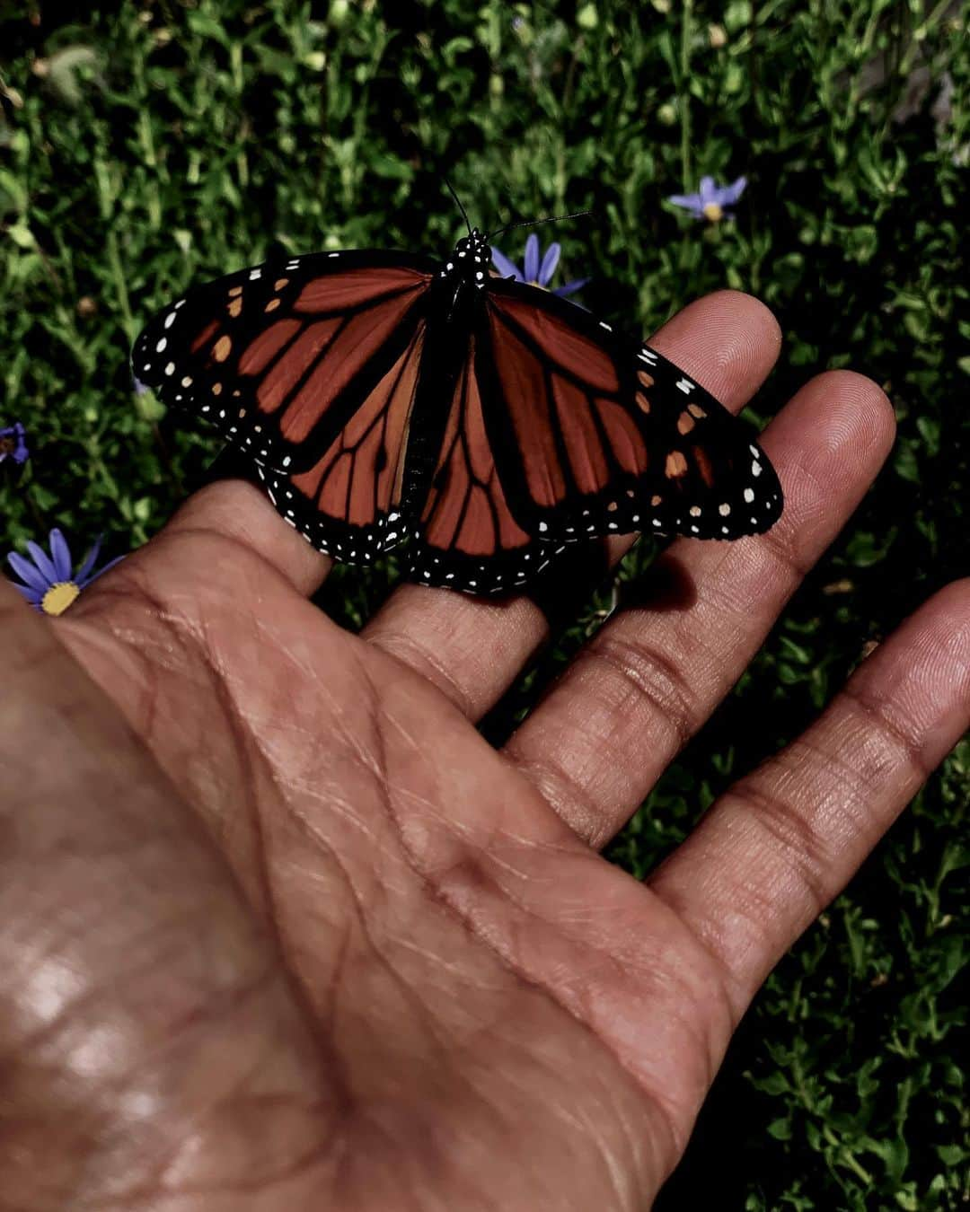 ハル・ベリーさんのインスタグラム写真 - (ハル・ベリーInstagram)「Today I was touched by an angel 🦋 #SpiritAnimal」9月10日 4時08分 - halleberry