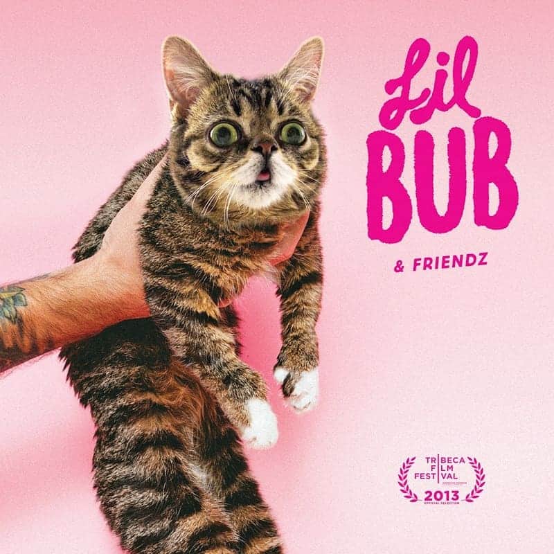 Lil BUBさんのインスタグラム写真 - (Lil BUBInstagram)「Lil BUB & Friendz is an award-winning documentary about BUB's unexpected climb to fame, and the popularity of cats on the Internet. Filmed during the fall of 2012, it takes place when BUB was only 1 year old just as she was gaining popularity. It won an award at the 2013 Tribeca Film Festival, but was never officially released or screened. Now, 6+ years later, you can watch the whole thing on BUB's YouTube channel at the link in our bio. #goodjobbub #lilbub」9月10日 4時42分 - iamlilbub
