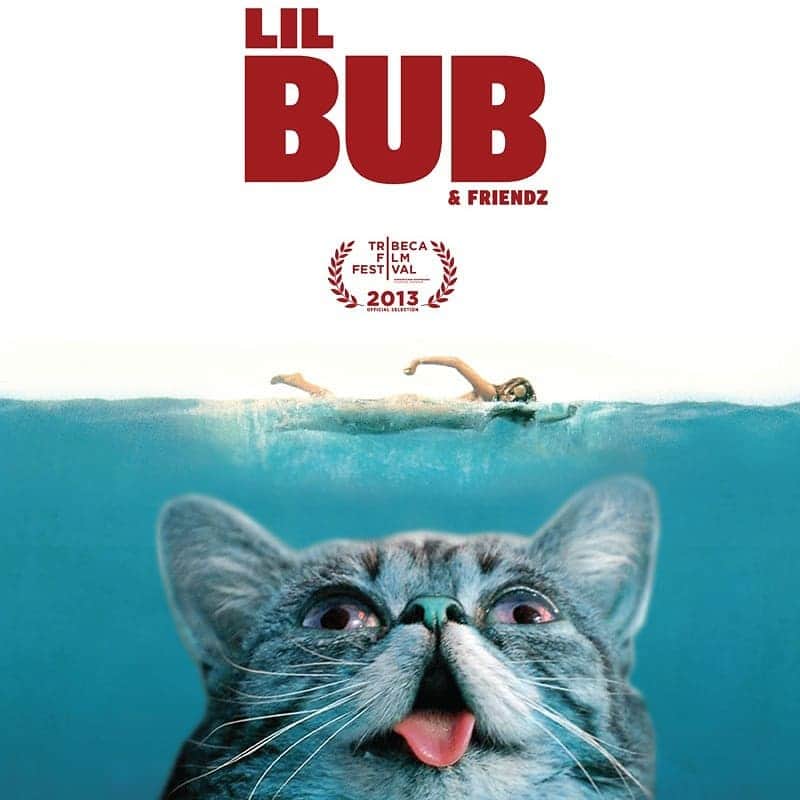 Lil BUBさんのインスタグラム写真 - (Lil BUBInstagram)「Lil BUB & Friendz is an award-winning documentary about BUB's unexpected climb to fame, and the popularity of cats on the Internet. Filmed during the fall of 2012, it takes place when BUB was only 1 year old just as she was gaining popularity. It won an award at the 2013 Tribeca Film Festival, but was never officially released or screened. Now, 6+ years later, you can watch the whole thing on BUB's YouTube channel at the link in our bio. #goodjobbub #lilbub」9月10日 4時42分 - iamlilbub