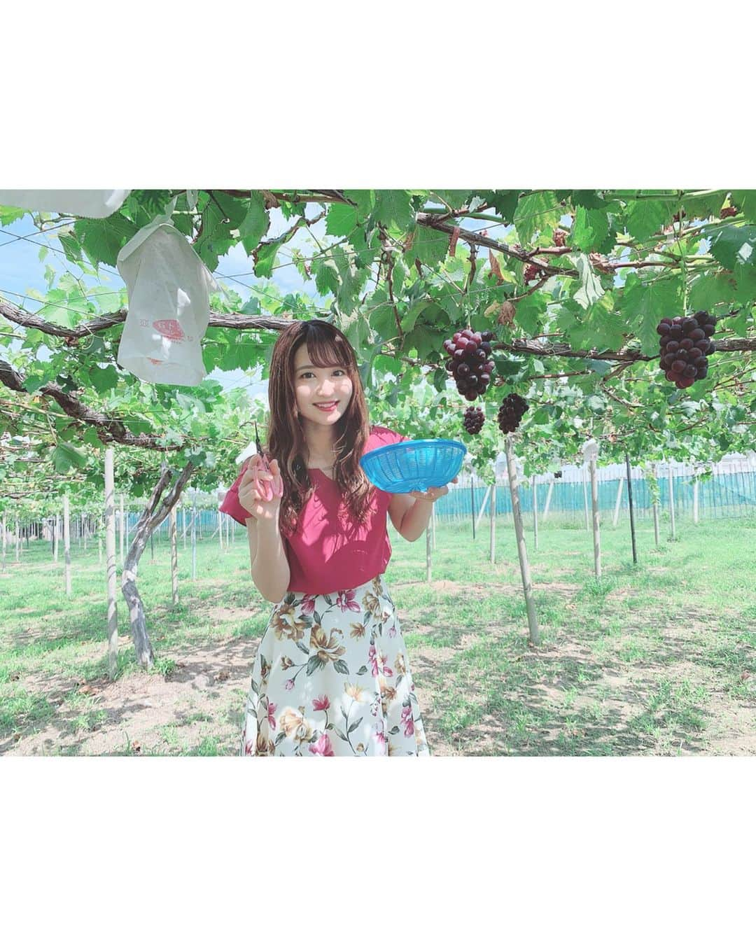 沢井里奈さんのインスタグラム写真 - (沢井里奈Instagram)「♡ . 先日、母の友人のぶどう園へ ぶどう狩りに行って来ました🍇✨ . ここのぶどうほんとに甘くて とっても美味しい🥺💕💕 . お昼からお仕事で 少しの時間しかいられなかったけど 今年も行けてよかった☺️💓💓 . . #さわーコーデ 👗🌸 clothes♡ #rirandture shoes♡ #diana . #grape #ootd #coordinate #fashion #instafashion #instagood #instagramjapan #japanesegirl #girls #팔로우 #코디 #오오티디 #ぶどう狩り #ぶどう #ぶどう園 #大府 #私服 #さわーおでかけ #沢井里奈」9月9日 20時07分 - sawairina