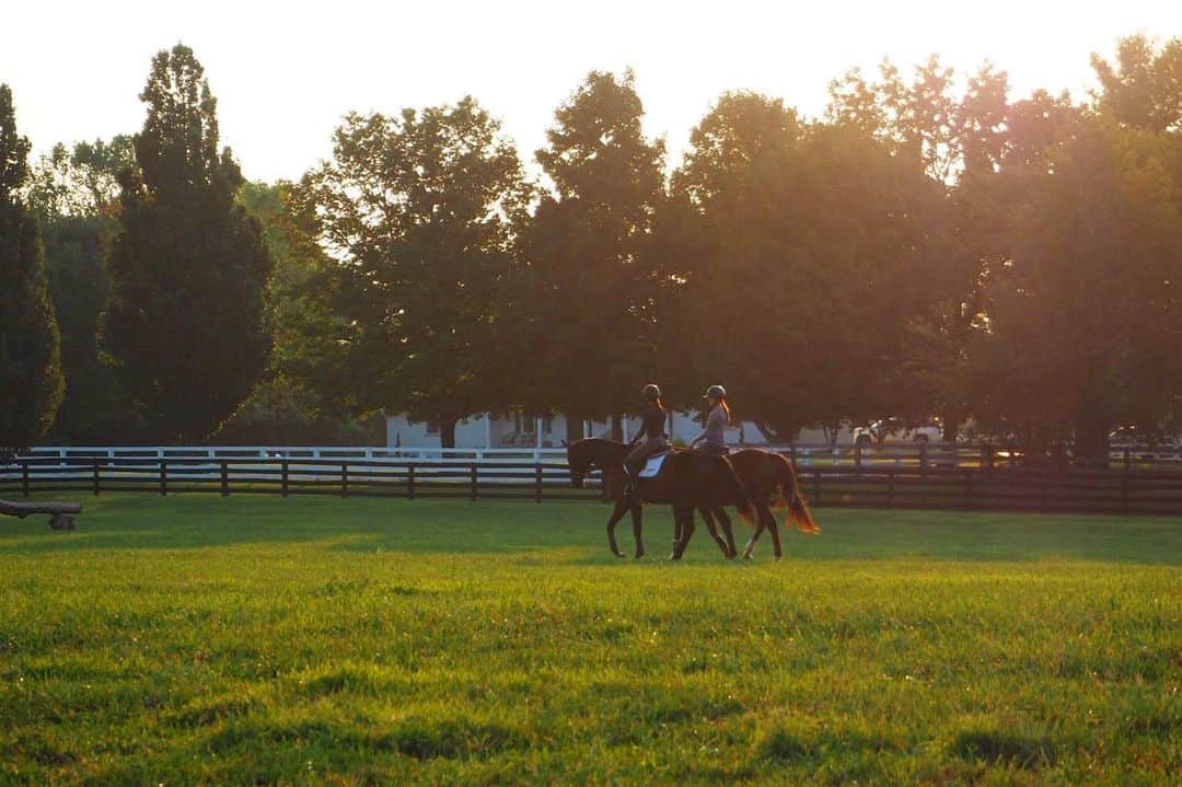 ジュディ舞衣のインスタグラム：「Home is where the horses are🦄 ． ． #lexington #horses #dawn #kentucky #bluegrass #ottb #thoroughbred」