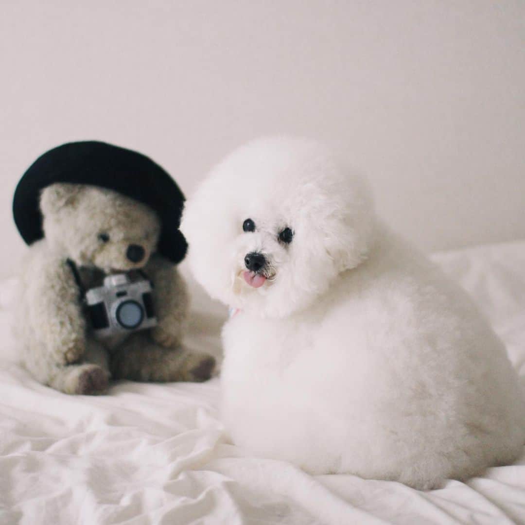 ゆうのインスタグラム：「. . てへッ👅 可愛く撮ってね❤️📸 . . . . #ふくちゃんカメラマン #🐻📸 . . .」