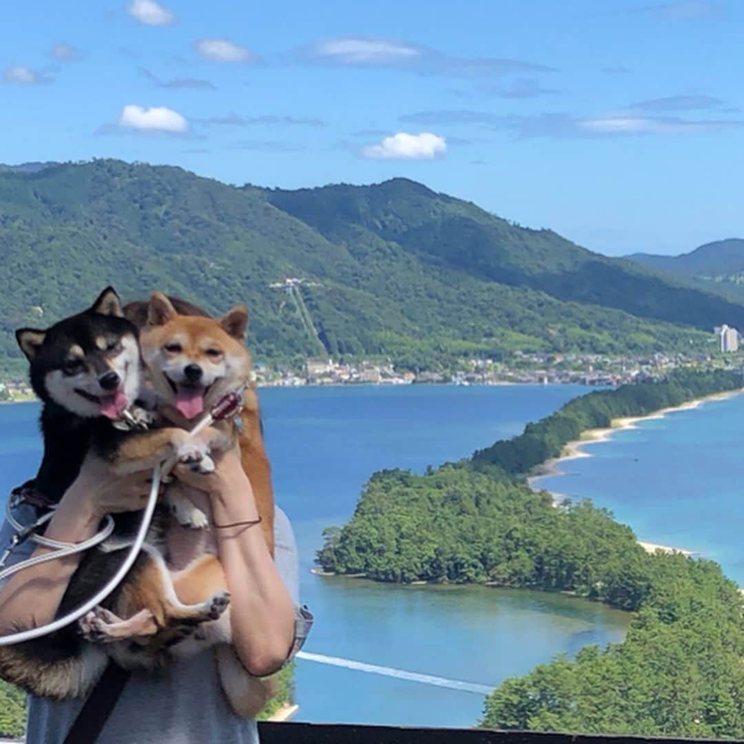 豆柴なつ&ふゆのインスタグラム
