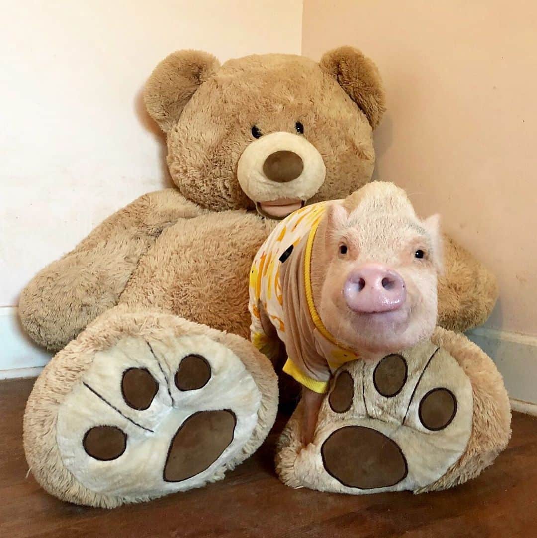 のインスタグラム：「Piggy Penn here to wish everyone a Happy #NationalTeddyBearDay and to let you all know that he loves you beary much!🐷💛🐻#napbuddy #bearycute #teddybear #PiggyPenn #PrissyandPop」