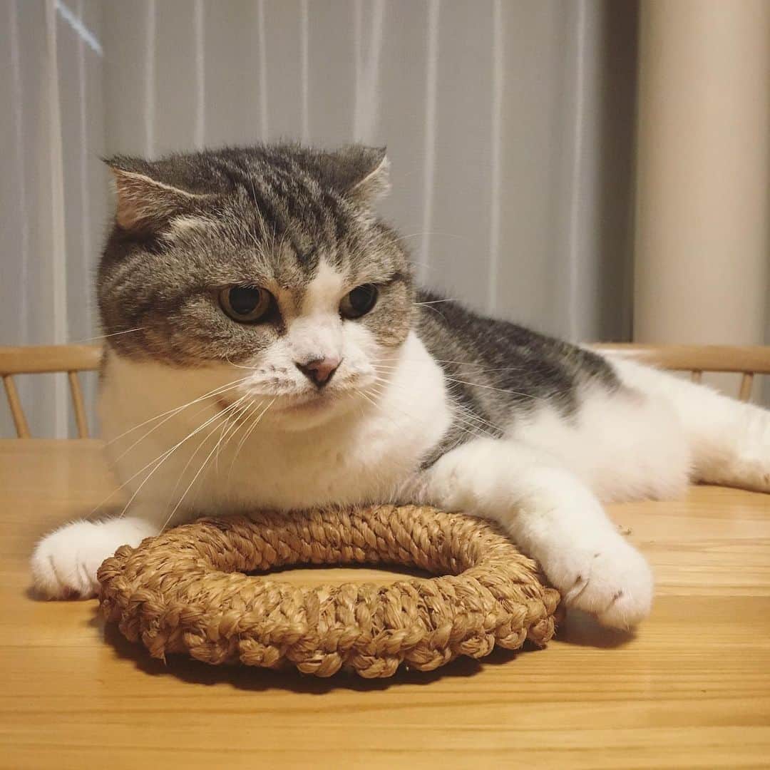 ミツバ&フックのインスタグラム：「鍋敷きが毛だらけよ #ilovecat」