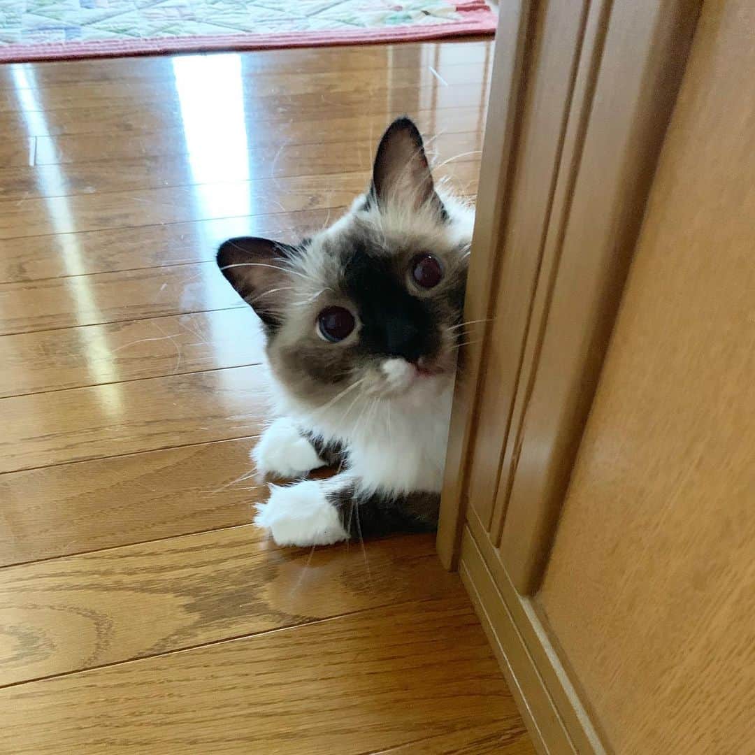 takegaeruのインスタグラム：「壁の向こうにきゃわたん❤️ #cat #猫 #ragdoll #ラグドール #ホワイトポッチーズ」