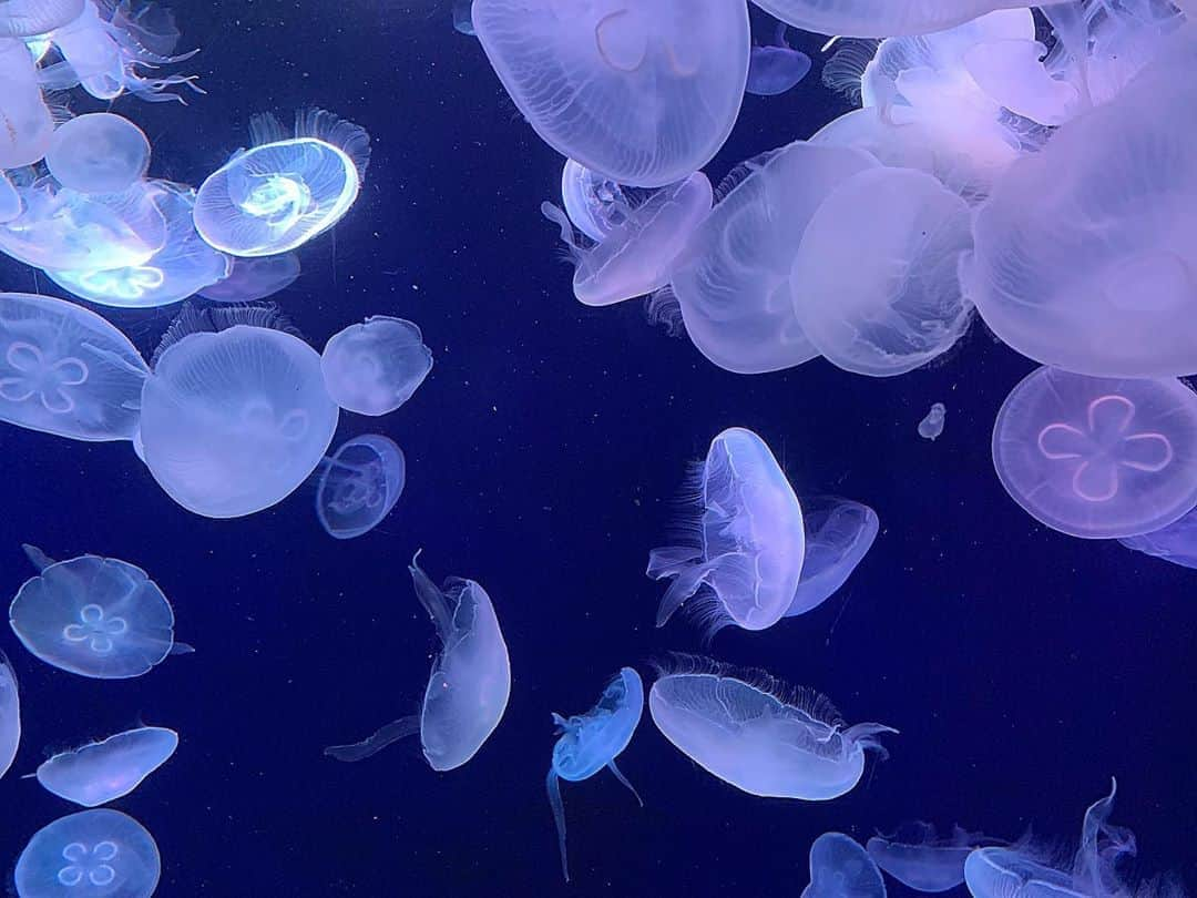 小泉遥さんのインスタグラム写真 - (小泉遥Instagram)「. . 水族館に行ったら1番に目が惹かれるのがクラゲ🐟 ずっとほわーんほわーんってしてて この動きは一体何を考えているんだろ〜〜〜？？ って気になって見ちゃうんですよねっ笑 クラゲって感情あるのかな？？ でもクラゲ見てると何も考えずに ふわ〜っとしてみたい時あるよね（´-`）.｡oO . #とか言いつつ #明日は3時起きなので直ちに寝なきゃ #皆さんおやすみ」9月9日 21時02分 - koiharu_official