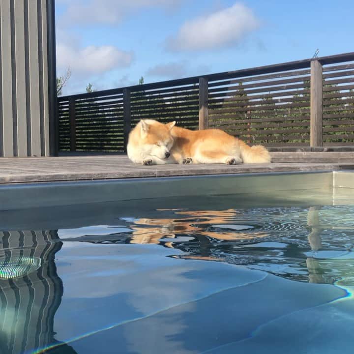 のインスタグラム：「SWEDEN IS TRULY A BEAUTY OF NATURE. THE QUITE AND ENDLESS WIDENESS OF SPRUCE ARE STUNNING. ☀️🌲⛰ #sweden #akita #akita Inu #nature #doglovesnature」