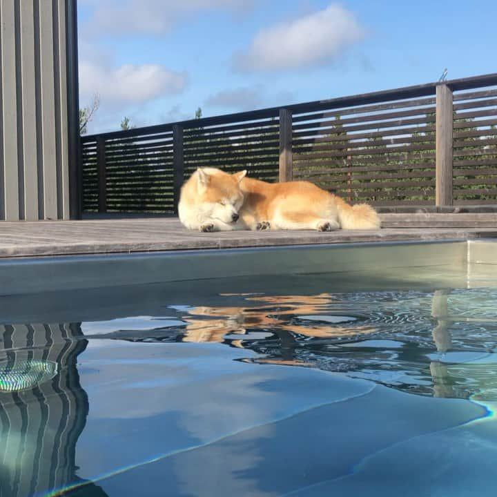 Mikkaのインスタグラム：「SWEDEN IS TRULY A BEAUTY OF NATURE. THE QUITE AND ENDLESS WIDENESS OF SPRUCE ARE STUNNING. ☀️🌲⛰ #sweden #akita #akita Inu #nature #doglovesnature」