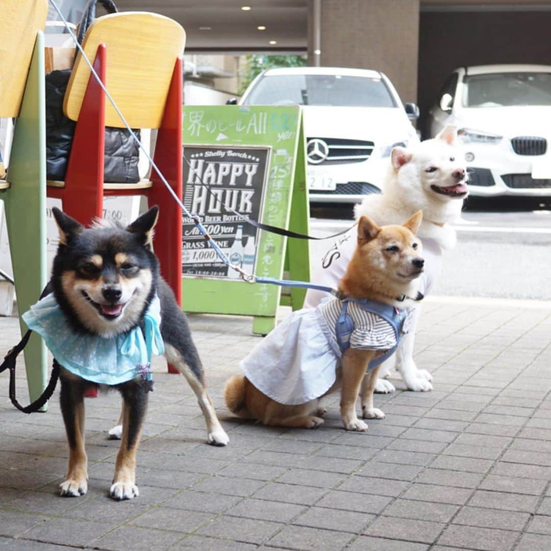 黒豆柴こむぎのグルメインスタ