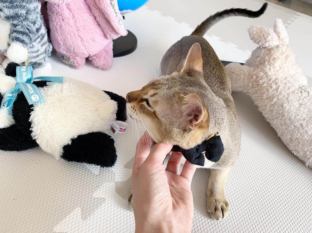 モルト♡Malt(Singapuracat)のインスタグラム：「もっと撫でなしゃーーい😽💕 * ぬいぐるみたちに混じって構ってもらえるの待ってたモルト。 * * * #catsofinstagram #cats_of_world #catstocker #cat_features #catloversclub #cutepetclub #bestmeow #bestcats_oftheworld #themeowlife #Excellent_Cats #シンガプーラ #猫 #ねこ#ねこ部 #ふわもこ部 #ペコねこ部  #猫のいる暮らし #猫とインテリア #おもちゃ #ぬいぐるみ #子供部屋」