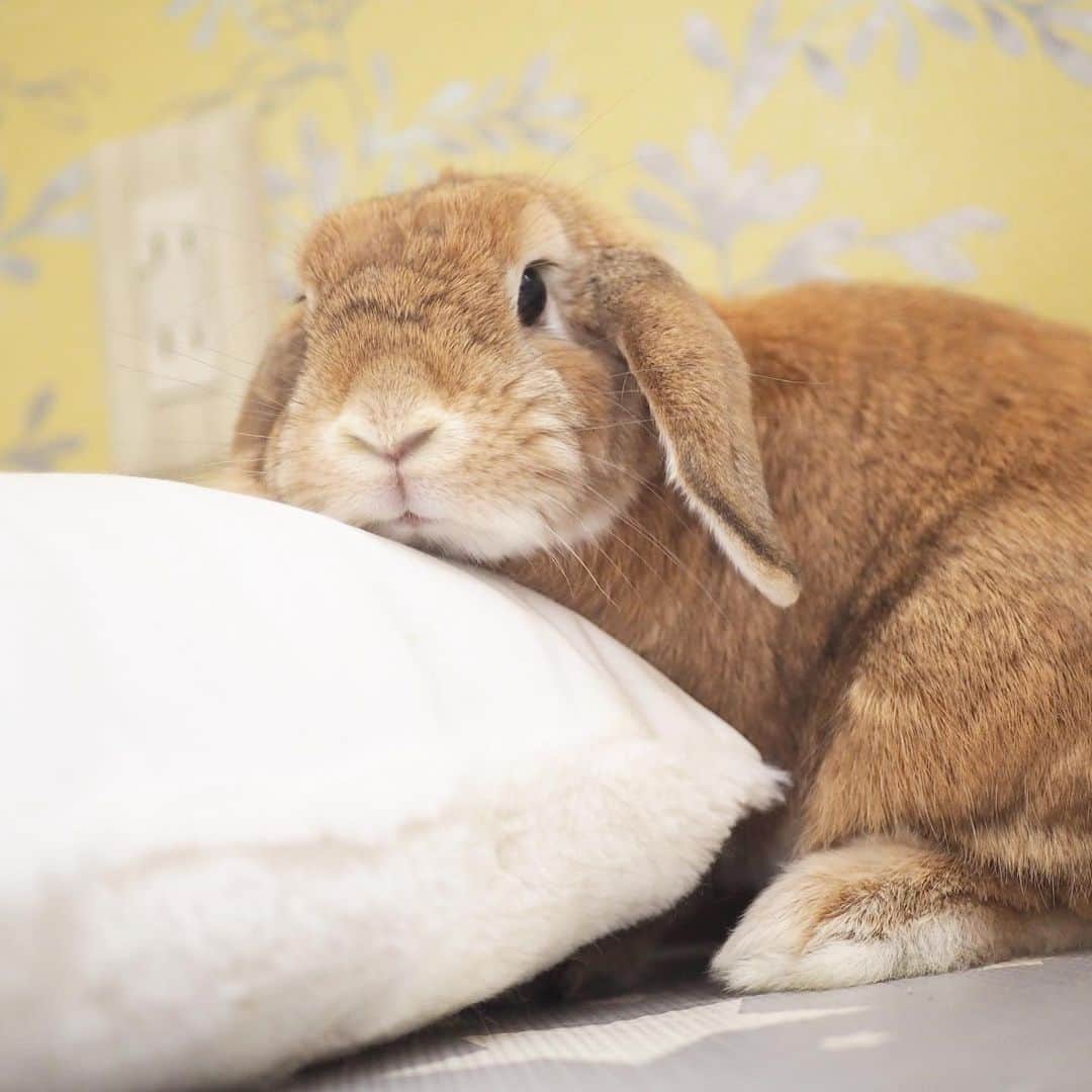 のインスタグラム：「🐰やっと帰ってきたわね  昨日東京から帰る予定が、台風のせいで運休時刻が大幅に早まり帰れず😭 大変な思いをして帰ってきました💦 台風恐るべし、、、 ＊ ＊ ＊ #うさぎ #rabbit #bunny #ふわもこ部  #WeeklyFluff #igersjp  #tokyocameraclub #東京カメラ部  #神戸カメラ部  #bunnystagram  #うさぎ部 #ホーランドロップ #hollandlop  #ファインダー越しの私の世界 #art_of_japan #aoj_bokeh」