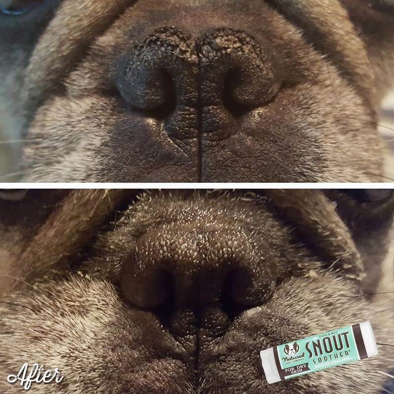 Regeneratti&Oliveira Kennelさんのインスタグラム写真 - (Regeneratti&Oliveira KennelInstagram)「Have you been trying to heal your dog’s dry nose with coconut oil, olive oil, etc. without any improvement? These are very light moisturizers and often don’t have what it takes to truly heal a dry nose. You can finally get the results your dog needs with 100% natural #SnoutSoother. You can see results in a matter of DAYS and @naturaldogcompany guarantees satisfaction or your money back! . ⭐ Save 20% off @naturaldogcompany with code JMARCOZ at NaturalDog.com | worldwide shipping . . . . . . #puppy #puppylove #puppygram #puppyoftheday #puppylife #frenchbulldog #puppypalace #puppys #puppyface #puppies #puppiesofinstagram #frenchie #frenchiesofinstagram #frenchies #frenchielove #frenchieoftheday #frenchiegram #frenchielife #frenchiepuppy #frenchiesociety #frenchiesofig #frenchiestagram #frenchiebulldog #frenchielovers  #frenchbulldogofinstagram  #bullylove」9月9日 22時52分 - jmarcoz