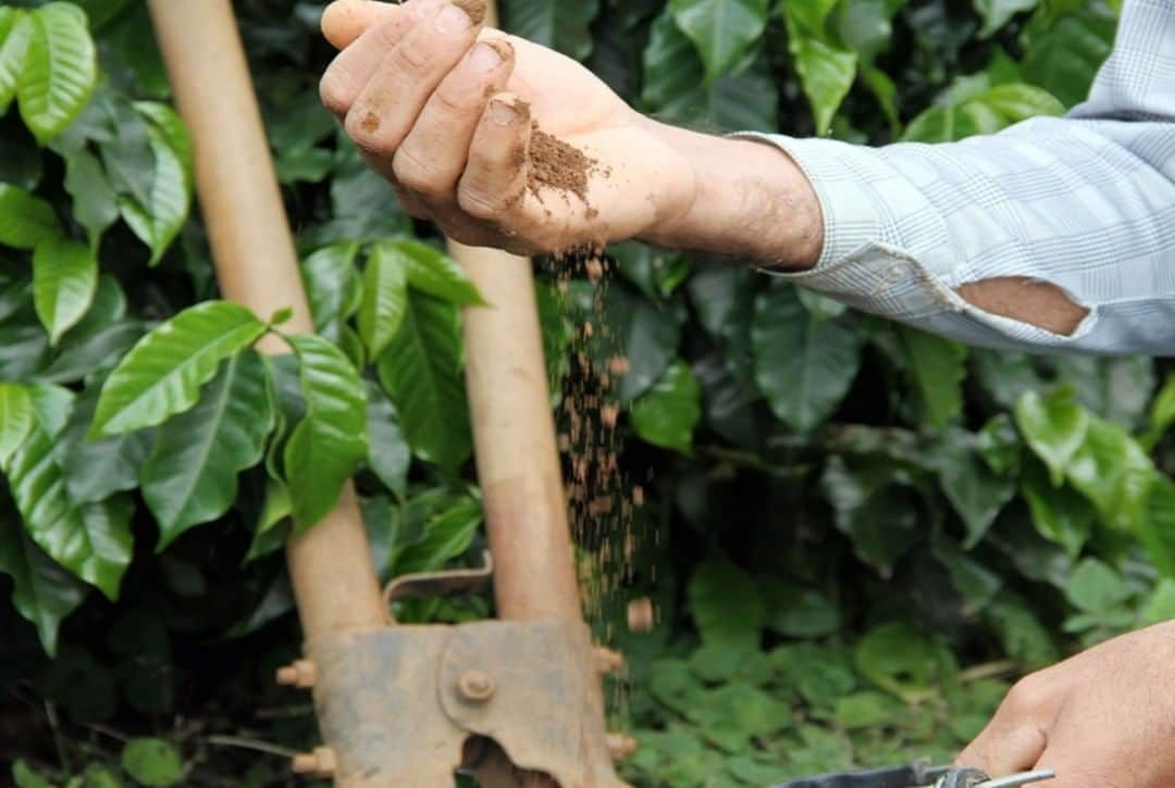 NESCAFEさんのインスタグラム写真 - (NESCAFEInstagram)「NESCAFÉ and soil health As part of our NESCAFÉ Better Farming practices, we pay special attention to soil, and in particular soil health🌱. They play a vital role in the production of food and ensuring food security in the long-term👆. Unsustainable agricultural practices are a major contributor to the degradation of agricultural soils in the form of erosion, loss of organic matter, nutrient depletion, contamination, compaction, and increased salinity. #GrownRespectfully #nestlé #nescafe」9月9日 23時00分 - nescafe