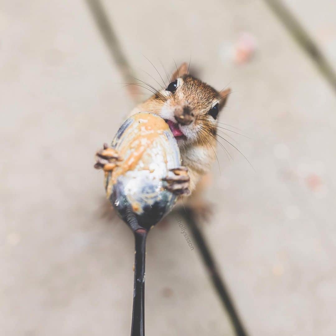 Holly Sissonのインスタグラム：「Happy Monday! 🤣  #muskoka #chipmunk #withaeroplan ~ Canon 1D X + 35 f1.4L II @ f2.5 (See my bio for full camera equipment information plus info on how I process my images. 😊)」