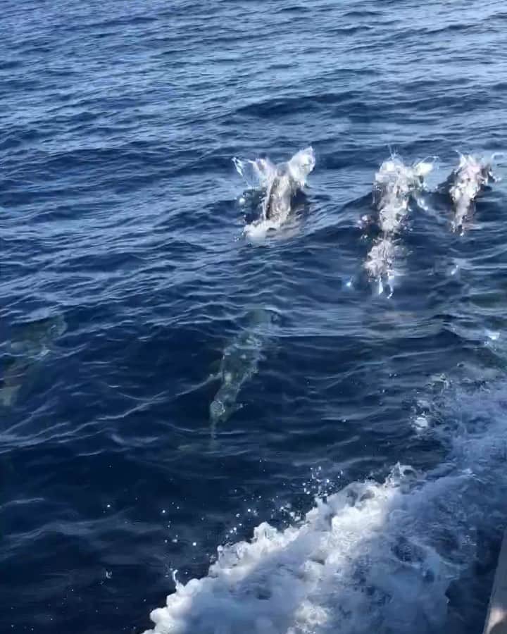 のインスタグラム：「地球に優しく生きたいね🌏 The further south we went, the bluer the ocean changed its colour⚓️✨ We encountered a pod of wild dolphins twice. We cruised(played) with them for a little while🐬💙 But sadly, while we were cruising , I saw plastic wastes floating in the ocean that ached my heart so much. If I could have one wish come true, I would make the entire world start living eco friendly🌏💞 みんなはエコフレンドリーな生活は始めてますか？ . #blueocean #japantrip #islandhopping #yachtlife #cruising #naturelover #animist #ecofriendly #ecolife #mindfulness #bliss  #イルカ #鹿児島 #離島 #自然満喫 #環境問題 #海のある生活 #エコ #ヨット #自然派 #マインドフルネス #ヒーリング」