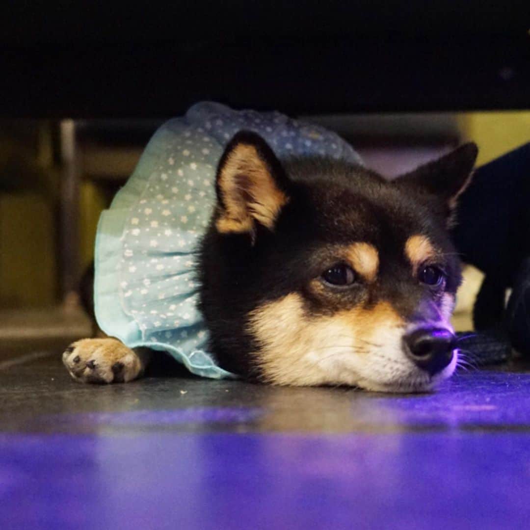 黒豆柴こむぎのグルメインスタ