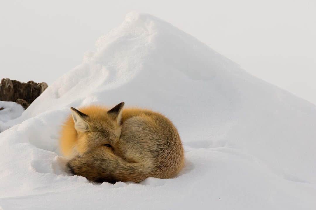 のインスタグラム：「Photo by Charlie Hamilton James @chamiltonjames // Sponsored by @ikeausa // A red fox opens one eye to check its surroundings while resting by a snowdrift on Jackson Lake in Grand Teton National Park. With its body curled tight and its tail pulled in, the red fox can minimize heat loss and stay warm even in very cold temperatures. Red foxes hunt rodents throughout the winter by listening for them under the snow. The foxes can often be seen comically tilting their heads from side to side, trying to pinpoint exactly where their prey is below the snow. When they think they’ve got it right, they leap in the air and then bust through the snow to catch the unsuspecting rodent. // A good night's sleep is going extinct. Build your sanctuary today. #SaveOurSleep」