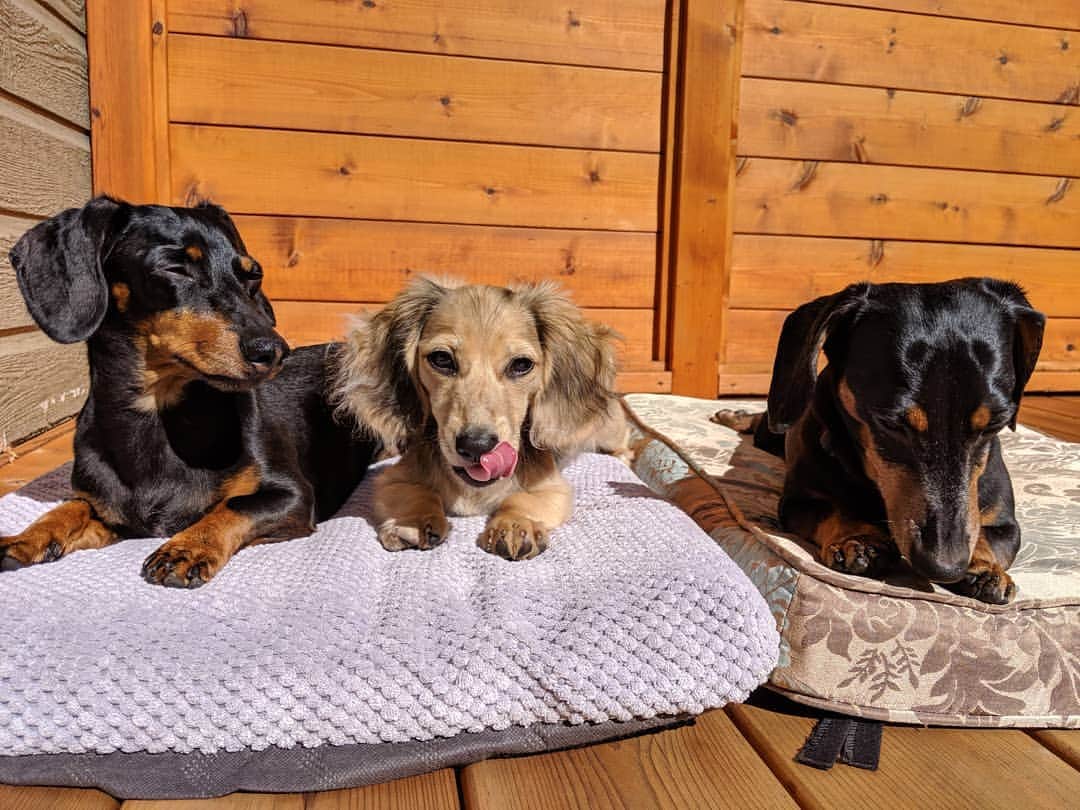 Crusoe the Celebrity Dachshundさんのインスタグラム写真 - (Crusoe the Celebrity DachshundInstagram)「"If you could spend a day with ONLY ONE OF US.. who would it be? 😝" ~ Crusoe」9月9日 23時47分 - crusoe_dachshund