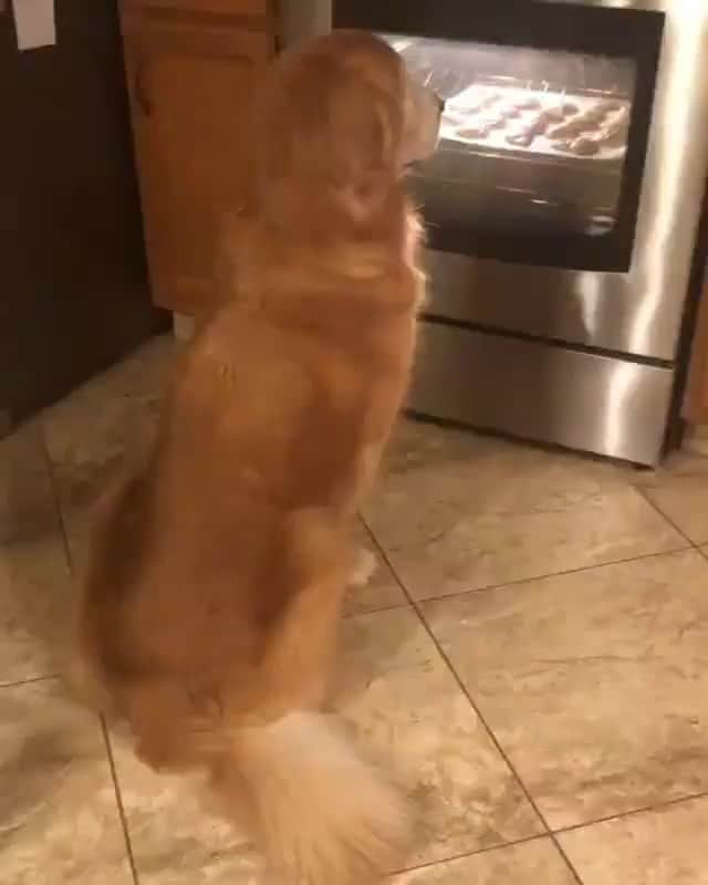 The Critter Havenのインスタグラム：「Waiting for dinner  Video by @rowdyretrievers #TheCritterHaven」