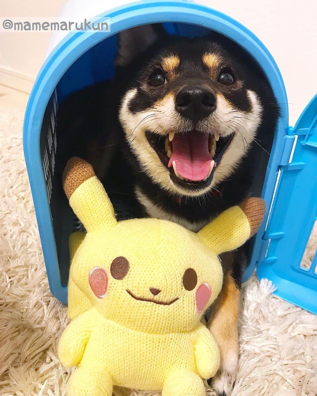 まめ丸のインスタグラム：「* * 今日はピカチュウくんと べっそー🏠でねようかなー🐶💓 #まめ丸の別荘 シリーズ --------------------------------- いっしょにねようと思ったんだけど…🐶💦 このあとの展開ブログにかいたよ🐶❣️ * my favorite space🐶💓 --------------------------------- I updated my blog🐶💓 The URL is in my profile. Please visit it if you have time❣️ * #まめ丸とピカチュウ #ふたりはなかよし * #柴犬#豆柴#柴#黒柴#黒豆柴#犬まめ丸ポケモン#shiba#shibainu#shibastagram#shibadog#puppy#instadog#dogstagram#dog#instashiba#petstagram#pet#cute#cutedog#강아지#멍스타그램#weeklyfluff#dailyfluff#pikachu#ピカチュウ#ポケモン」