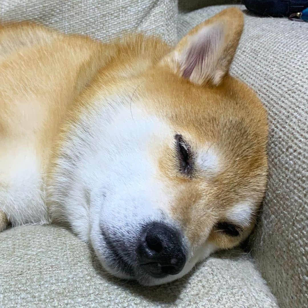 まる（まるたろう）さんのインスタグラム写真 - (まる（まるたろう）Instagram)「Good night!!✨🐶💤✨明日も暑いみたいだから、明日は早起きした方がいいね！ #パパ叩き起こさないとな #あいつ起きねーから #柴犬ボディプレスと柴犬こちょこちょ #覚悟しなさいよっ」9月10日 0時24分 - marutaro