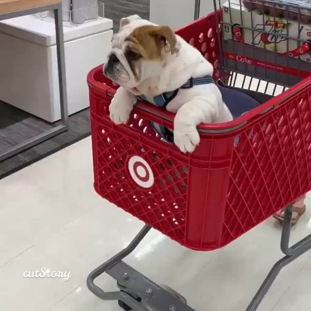 Bodhi & Butters & Bubbahのインスタグラム：「Representing for those bulldogs all across the world #cruisin #theyseemerollin . . . . . #gangster #life #bulldog #funny #boy @englishbullybenson」