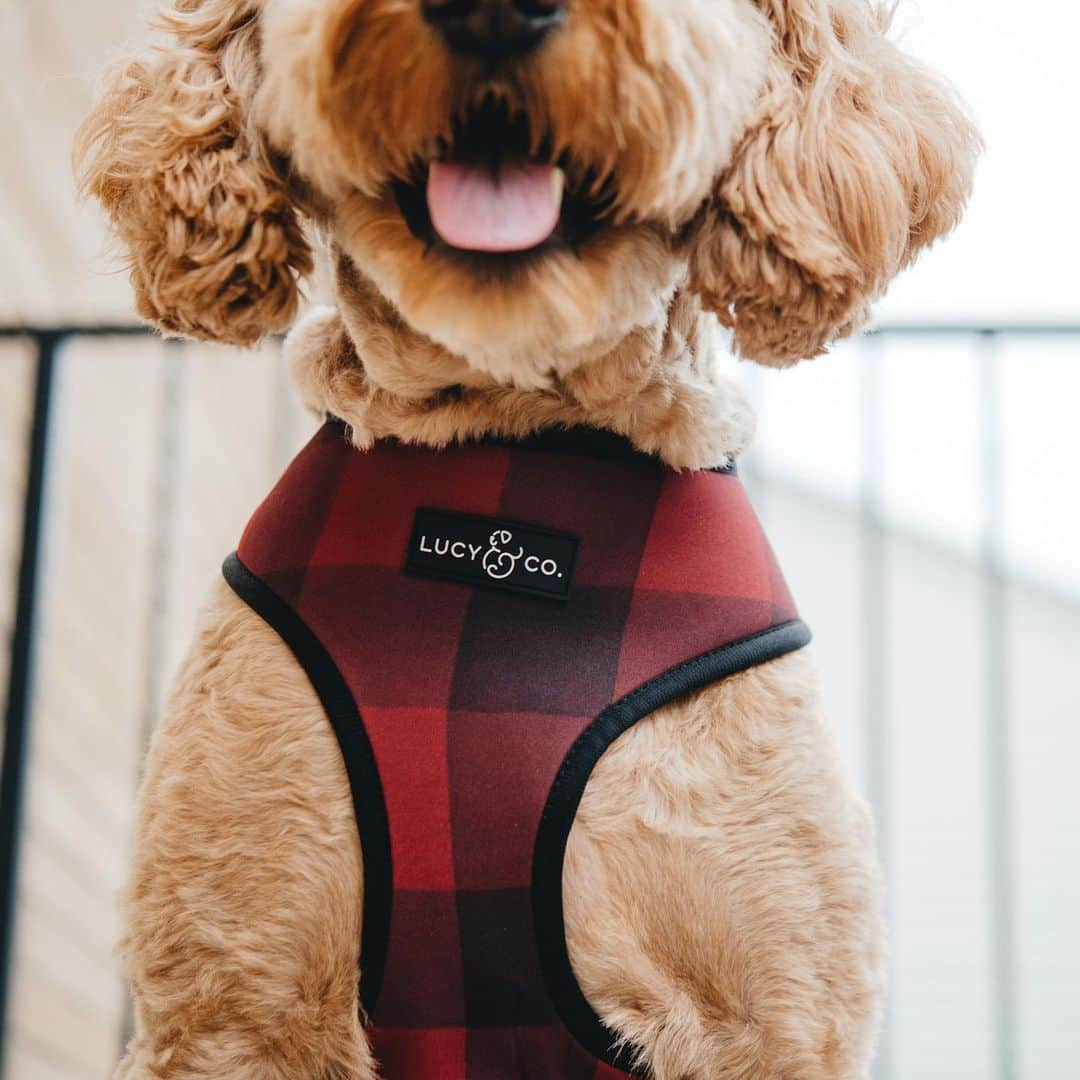 DogsOf Instagramさんのインスタグラム写真 - (DogsOf InstagramInstagram)「“I think buffalo plaid is my color. What do you think?” writes @gusgus_thegoldendoodle, wearing a @lucyand.co reversible harness.  #dogsofinstagram」9月10日 3時01分 - dogsofinstagram