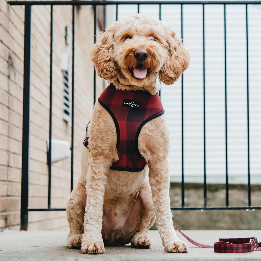 DogsOf Instagramのインスタグラム：「“I think buffalo plaid is my color. What do you think?” writes @gusgus_thegoldendoodle, wearing a @lucyand.co reversible harness.  #dogsofinstagram」