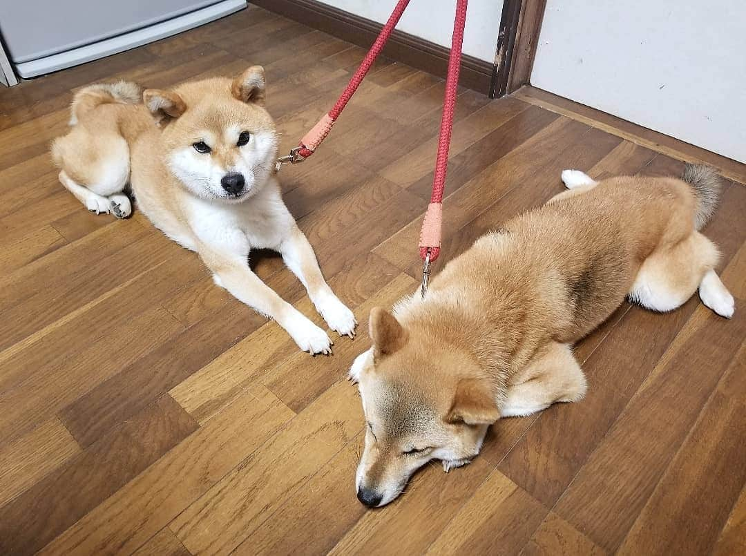 柴犬たま Shibainu Tamaのインスタグラム