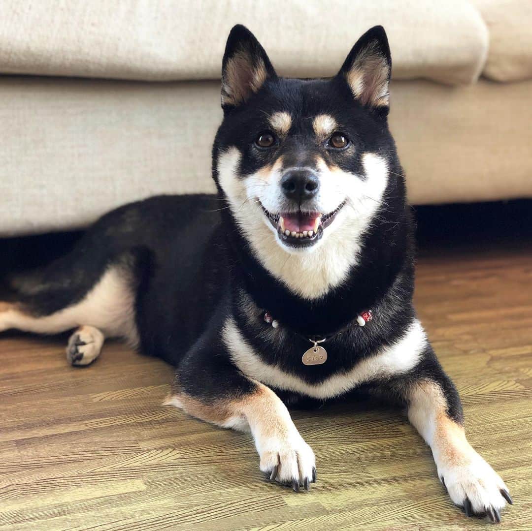 vo_coのインスタグラム：「🐾 夏の地方出張期間が完了し、こたつさんも日常的なお留守番ルーティンになりました 雷や突風といった自然現象の音には無頓着だけど、最近また新たな音が苦手になったこたつさん それはペットボトルの音 いろ◯す等の柔らかめPET、冷蔵庫から常温に出すと温度差？気圧差？でパキパキ鳴るんだけど、その音が嫌みたいで… そのため我が家では使用済みペットボトルは早々に潰すことにしております 夕方まではゆっくり待っててねー！ * #shibastagram #instashiba #shiba #shibainu #黒柴 #柴犬」