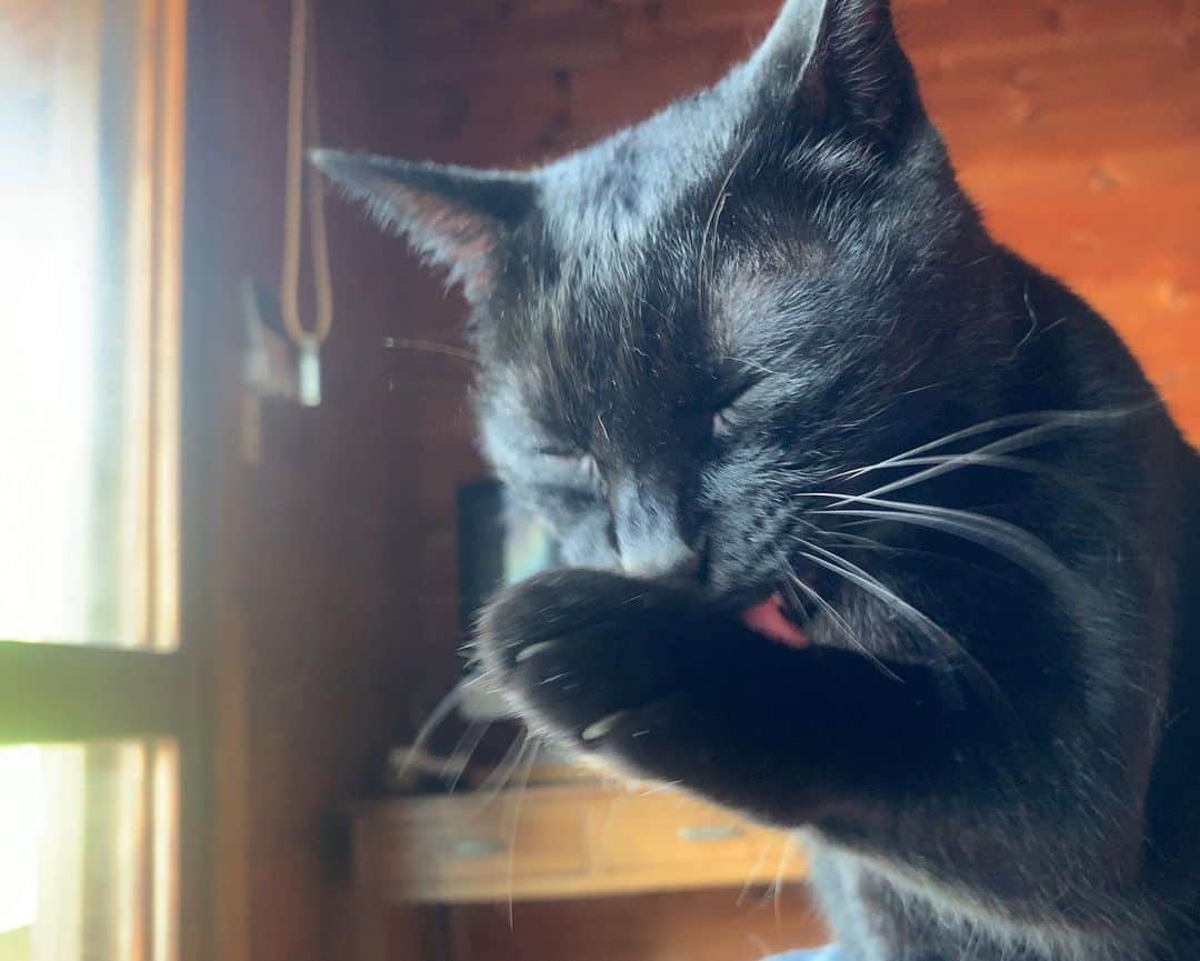 のインスタグラム：「久しぶりに猫でも。 #イケウチ家の猫 #くろっさん」