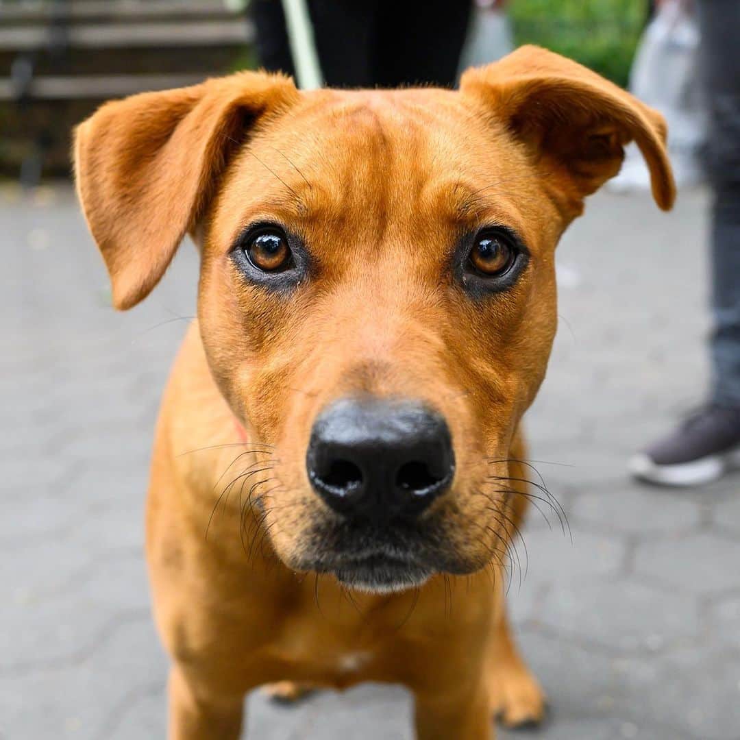 The Dogistさんのインスタグラム写真 - (The DogistInstagram)「Chief, Heeler/Rhodesian Ridgeback mix (1 y/o), Washington Square Park, New York, NY • “We call him ‘roo’ because he bounces and throws himself around.” @westvillagechief, a rescue from @heartsandbonesrescue」9月10日 5時04分 - thedogist