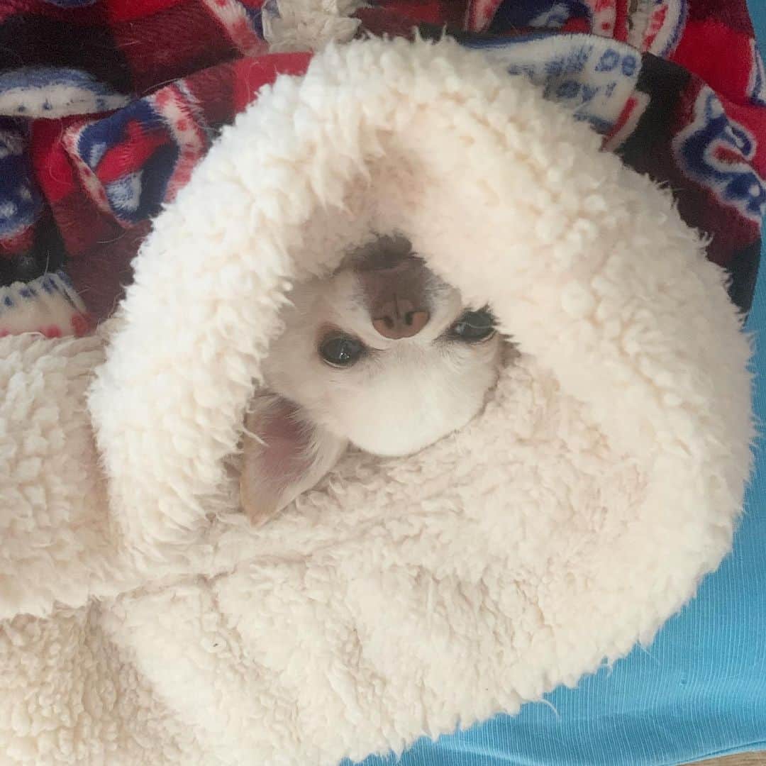 KORIKIのインスタグラム：「おはようございます♪ * #暑くないのかな #dogofsapporo #dog, #dogs, #dogstagram,#chihuahua,#犬バカ部,#チワワ,#koriki, #hanadog #白スムチ連合会, #スムチー,  #dogofthedayjp, #dogoftheday  #ilovemydog #instadog #instapet #WhiteChihuahua  #吉娃娃 #치와와  #dogsofinstagram #Chihuahualover  #ชิวาวา #チワワの輪 #barkbox #WhiteChihuahuaParty #もふもふモフモフ」