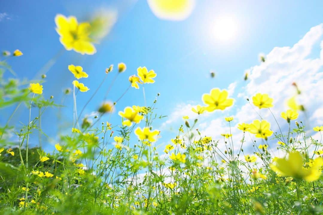 kiccyomuのインスタグラム：「☁️☀️ 2019.09.10 Tue #心に花を #キバナコスモス 秋晴れ…もうすぐかなぁ〜？ * 台風一過… うちは大丈夫ですが… 千葉の台風被害に唖然😅 残暑が厳しいようですが… 今日も元気に🤗 * location #東京 #立川 撮影 9月07日」