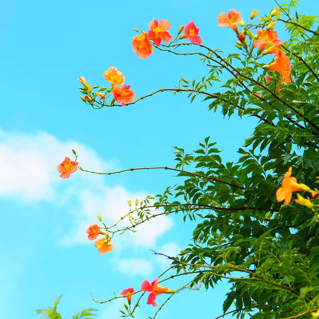 岡本真夜さんのインスタグラム写真 - (岡本真夜Instagram)「おはようございます✨  #花 #オレンジ #空 #青 #綺麗 #青空 #flowers #orange #sky #beautiful #blue」9月10日 7時52分 - mayookamoto510